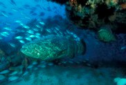 Goliath_Grouper