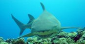 Lemon_Shark