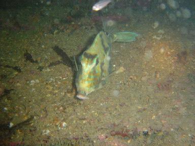 Liberty Ship Cow Fish