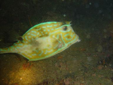 Liberty Ship Cow Fish 2