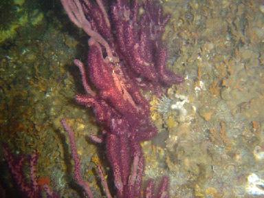 Liberty Ship Night Dive
