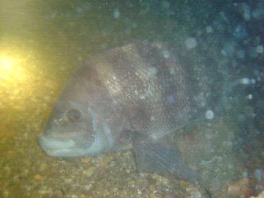 Liberty Ship Sheepshead