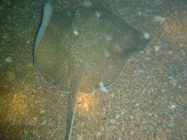 Liberty Ship Night Dive