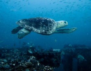 Wilmington NC Sea Turtle SCUBA Diver Photography