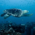 wilmington-nc-sea-turtle-scuba-diver-photography